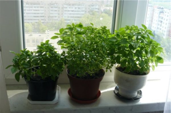 Basil on the windowsill: the secrets of growing a useful plant