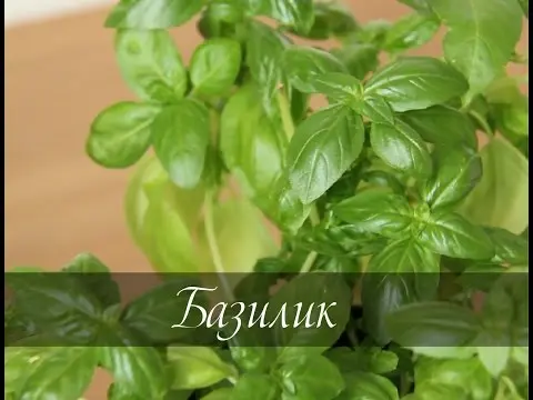 Basil on the windowsill: the secrets of growing a useful plant