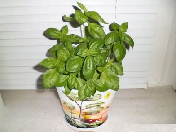 Basil on the windowsill: the secrets of growing a useful plant