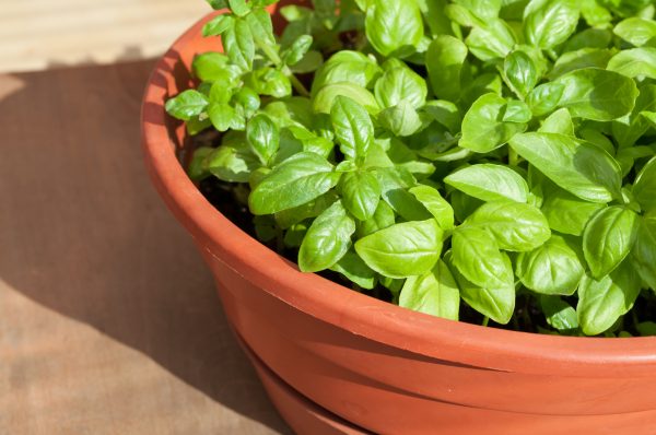 Basil on the windowsill: the secrets of growing a useful plant