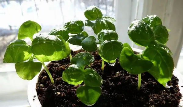 Basil on the windowsill: the secrets of growing a useful plant