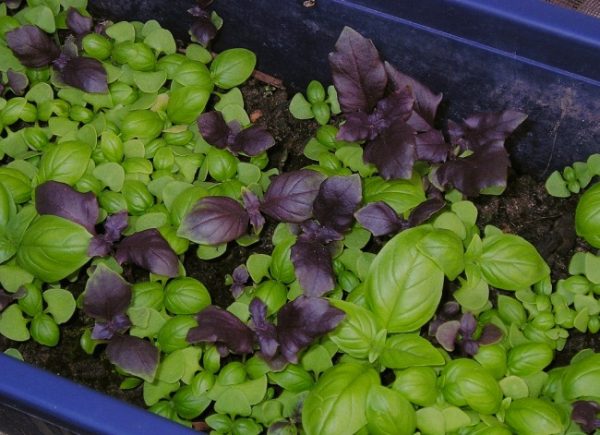 Basil on the windowsill: the secrets of growing a useful plant