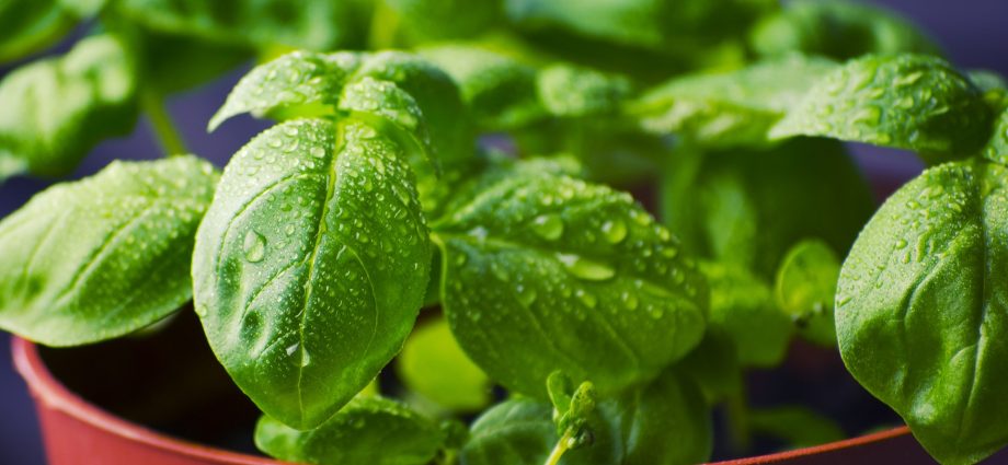 Basil on the windowsill: the secrets of growing a useful plant