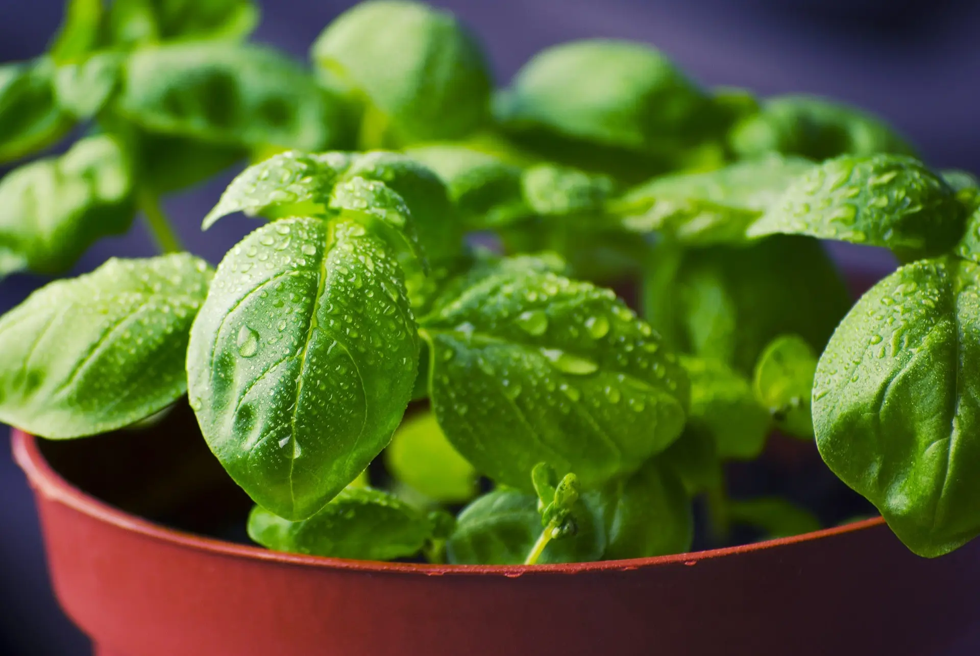 Basil on the windowsill: the secrets of growing a useful plant