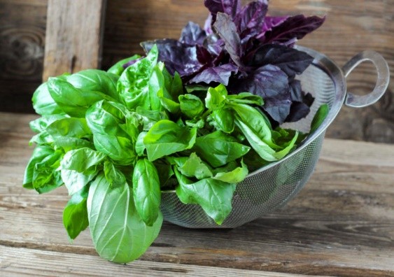 Basil pasta for the winter