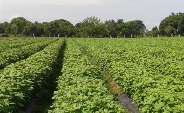 Basil: planting and care in the open field