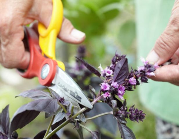 Basil: planting and care in the open field