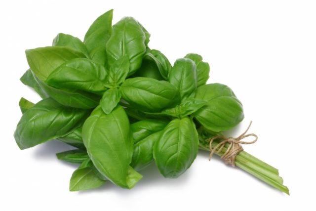 Basil: planting and care in the open field