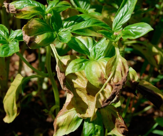 Basil: planting and care in the open field