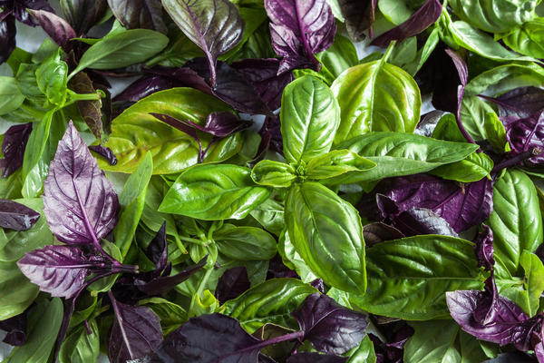 Basil: planting and care in the open field