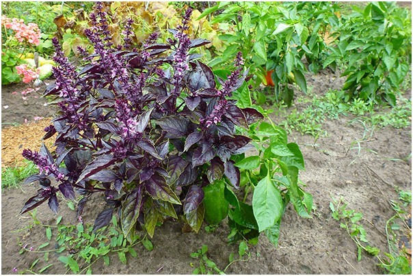 Basil: planting and care in the open field