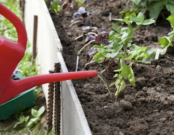 Basil: planting and care in the open field