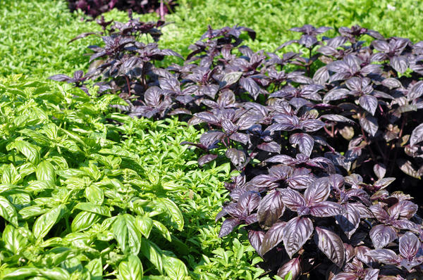 Basil: planting and care in the open field