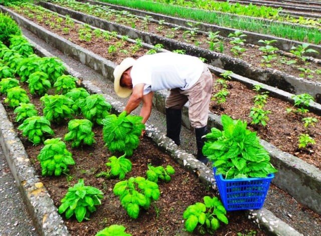 Basil: planting and care in the open field