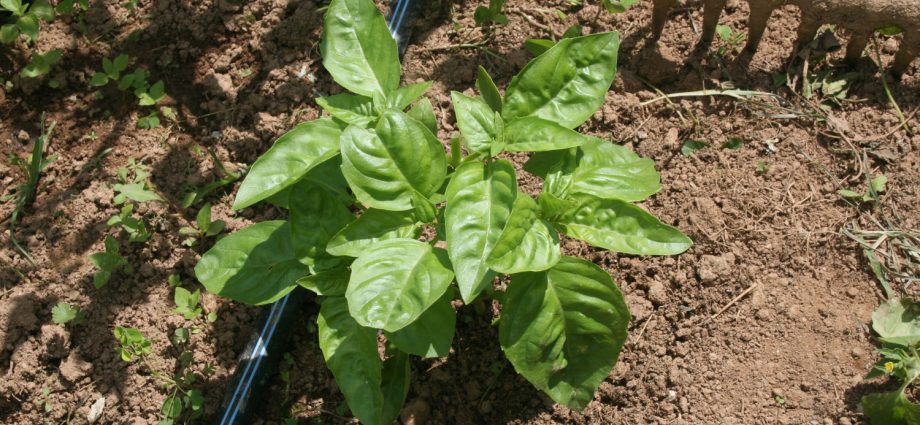 Basil: planting and care in the open field