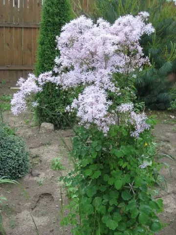 Basil: planting and care in the open field, photos in landscape design