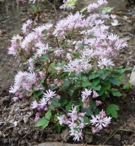 Basil: planting and care in the open field, photos in landscape design