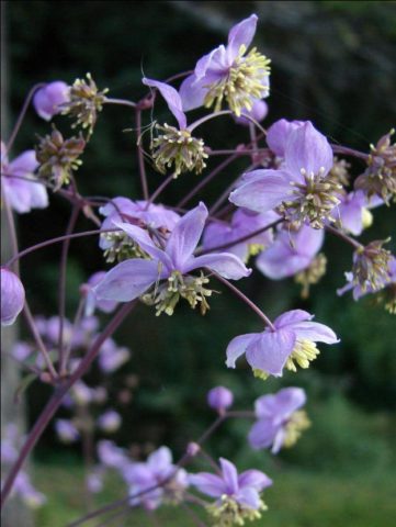 Basil: planting and care in the open field, photos in landscape design