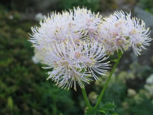 Basil: planting and care in the open field, photos in landscape design