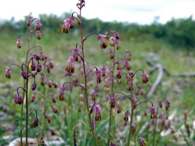 Basil: planting and care in the open field, photos in landscape design