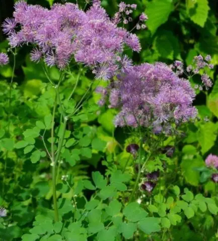 Basil: planting and care in the open field, photos in landscape design