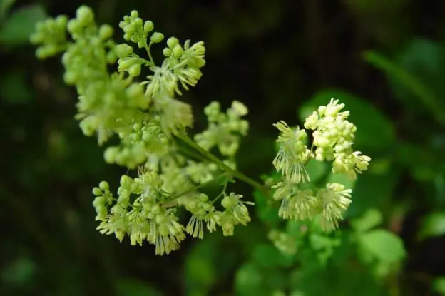 Basil: planting and care in the open field, photos in landscape design