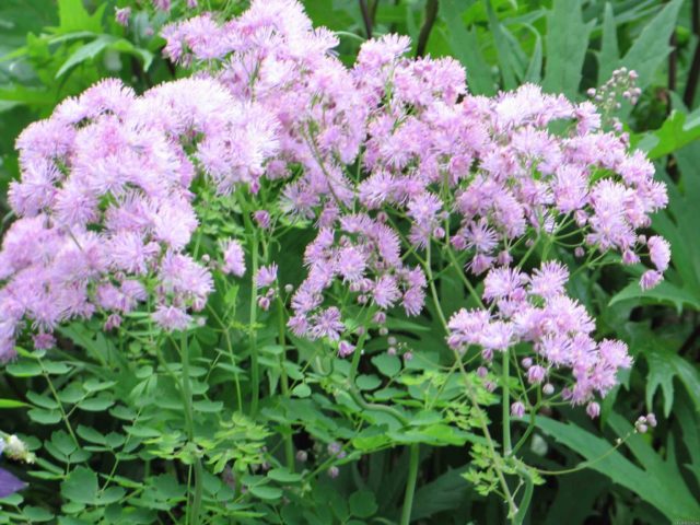 Basil waterbrush: planting and care in the open field