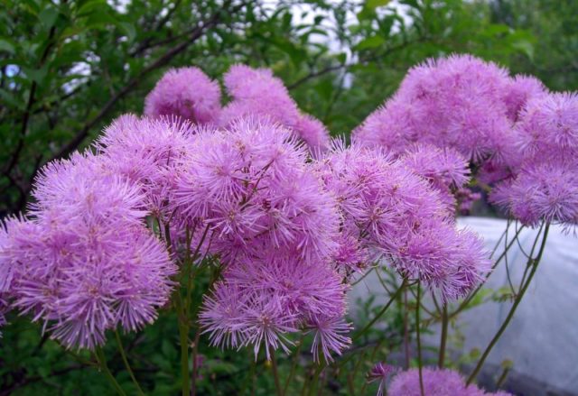 Basil waterbrush: planting and care in the open field