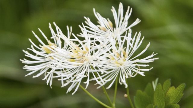 Basil waterbrush: planting and care in the open field