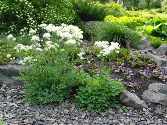 Basil waterbrush: planting and care in the open field