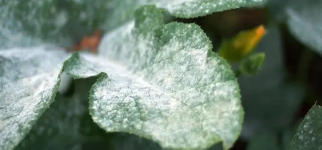 Basil waterbrush: planting and care in the open field