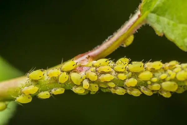 Basil waterbrush: planting and care in the open field