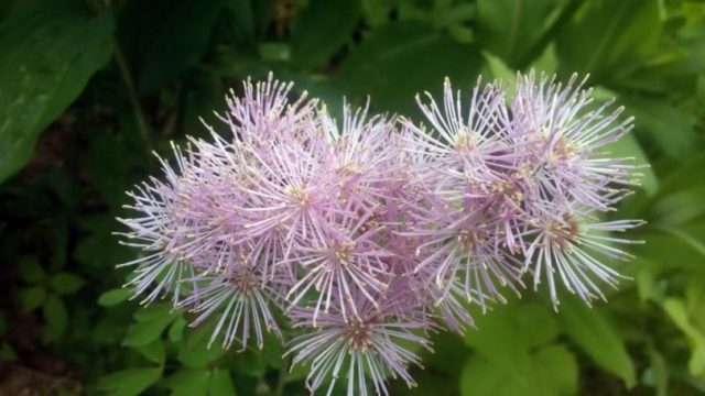 Basil waterbrush: planting and care in the open field