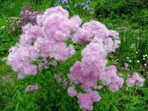 Basil waterbrush: planting and care in the open field