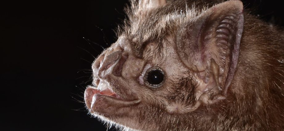 Bat saliva is a valuable medicine &#8211; it dilutes the blood of stroke victims