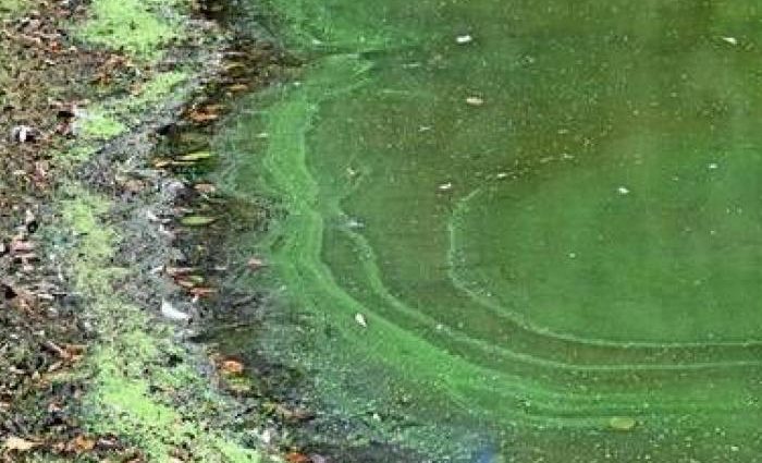 Bathing is forbidden after cyanobacteria bloom in Lake Miłkowski