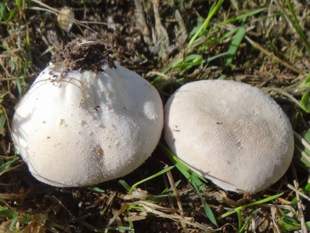 Battarreya Veselkovaya: where it grows and what it looks like