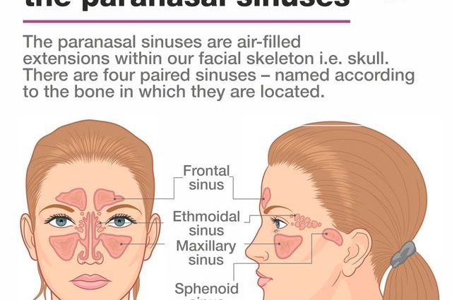 Bays &#8211; types, structure, functions. Symptoms and treatment of sinus diseases