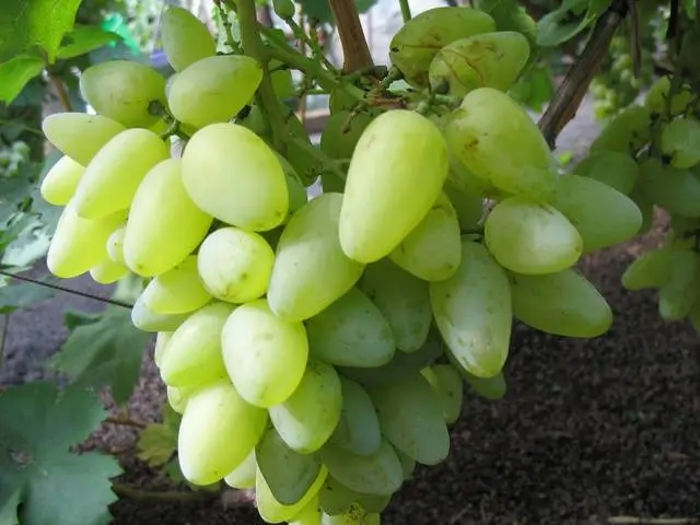 Bazhen grape variety