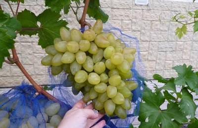 Bazhen grape variety