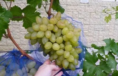 Bazhen grape variety