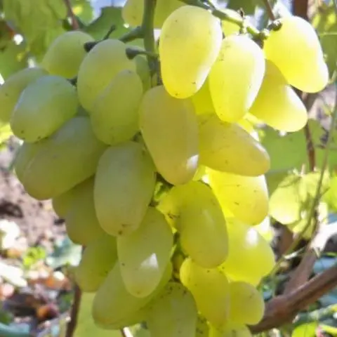 Bazhen grape variety