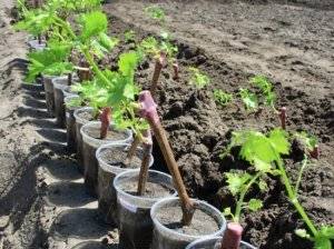 Bazhen grape variety