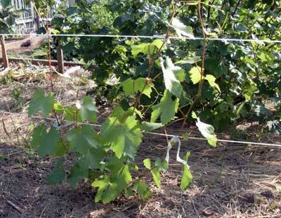 Bazhen grape variety