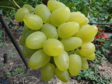 Bazhen grape variety