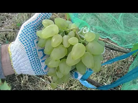 Bazhen grape variety