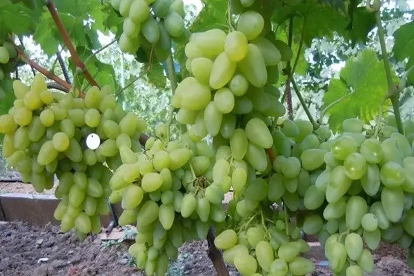 Bazhen grape variety