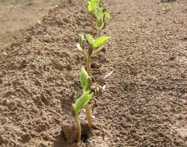 Bean Note asparagus