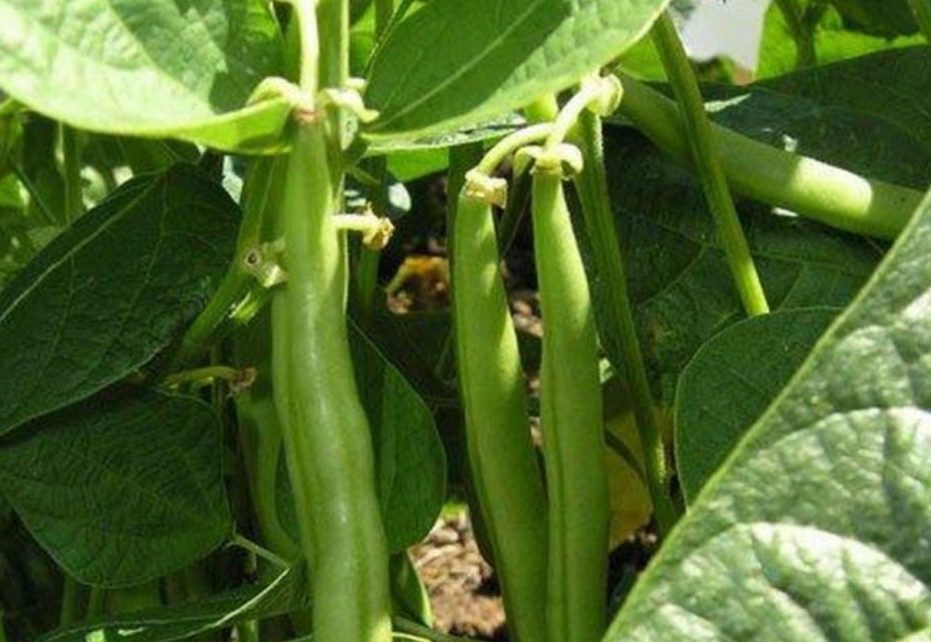 Bean varieties: varieties, taste, distinctive features