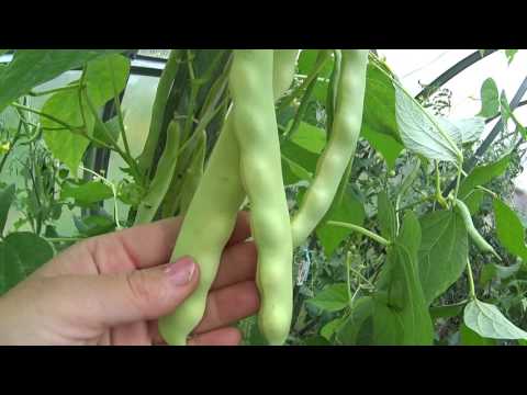 Bean varieties: varieties, taste, distinctive features